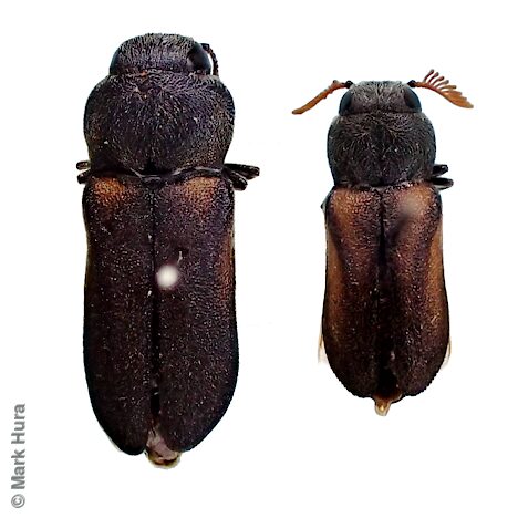 Australorhipis aphanochila, MAH 12117-8, female & male, EP, photo by Mark Hura